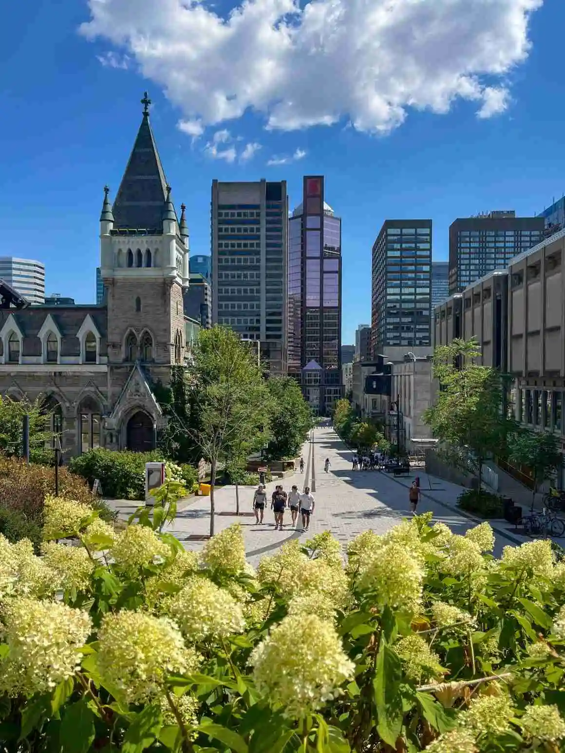 Une vue estivale ensoleillée de l'avenue McGill College, encadrée par des fleurs au premier plan et des gratte-ciel à l'arrière-plan, au cœur du centre-ville.